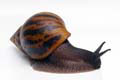Achatina achatina Ghana F1